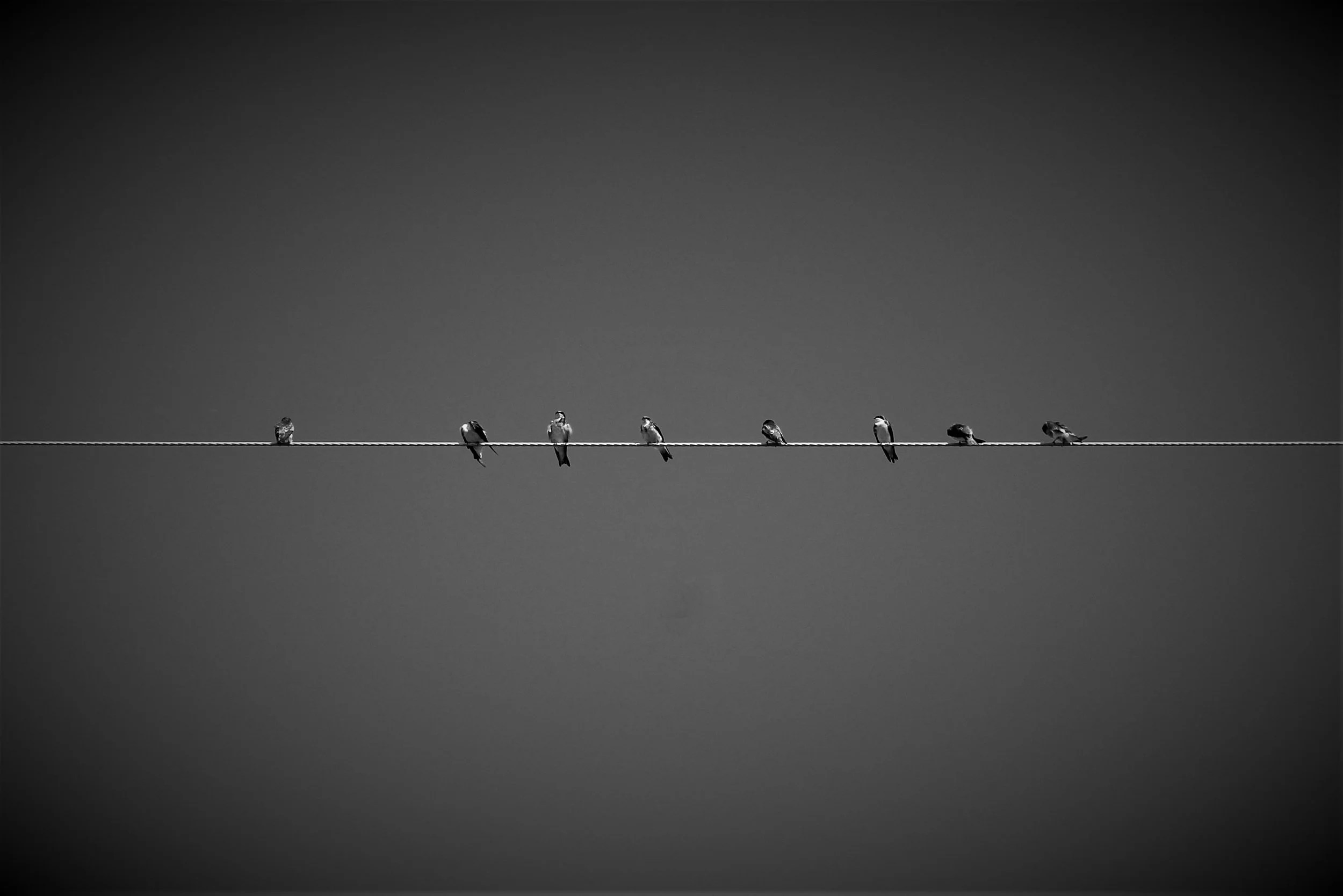   Swallows, Anna Welch  