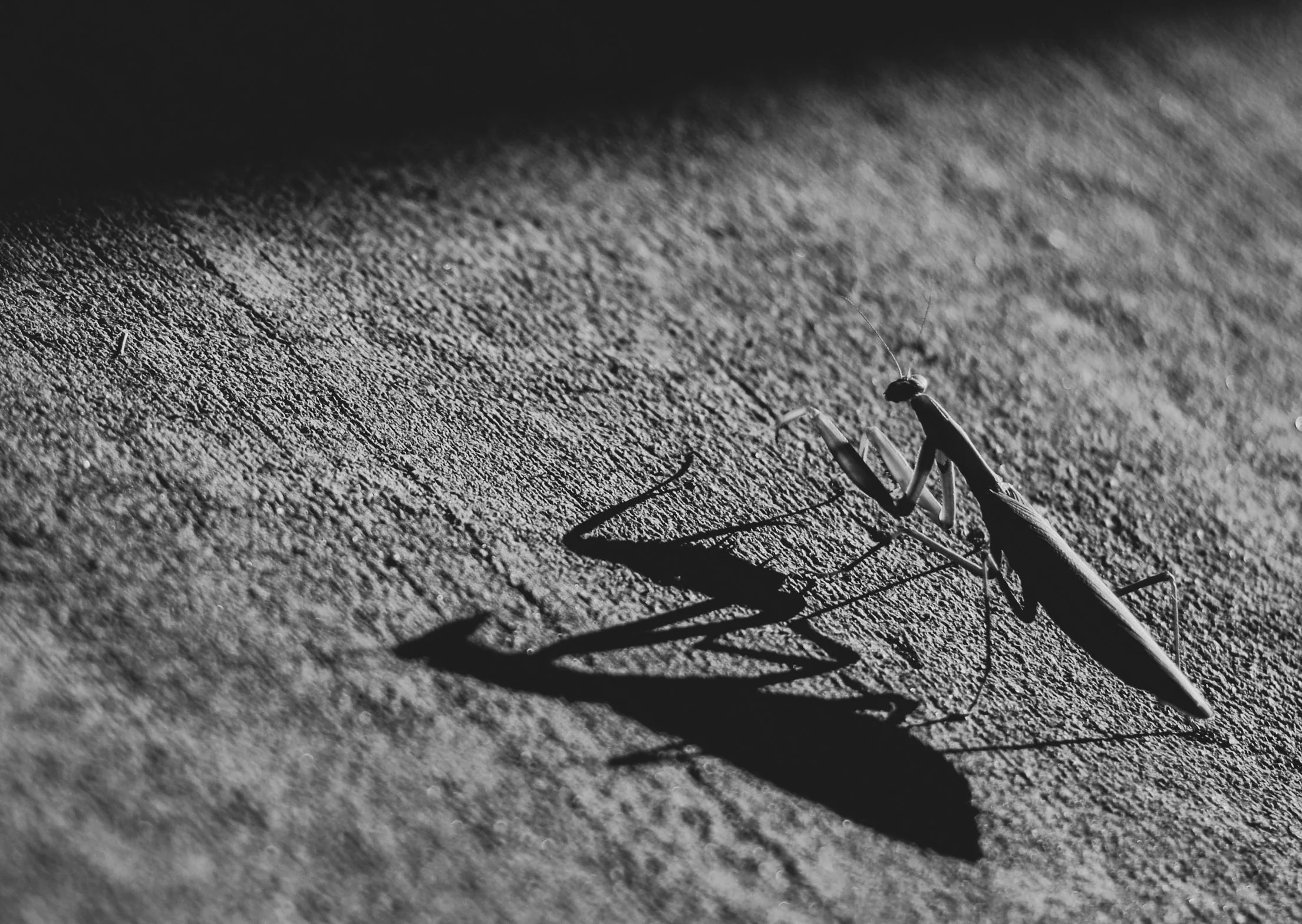   Antiprayer, Adrian Estrada  